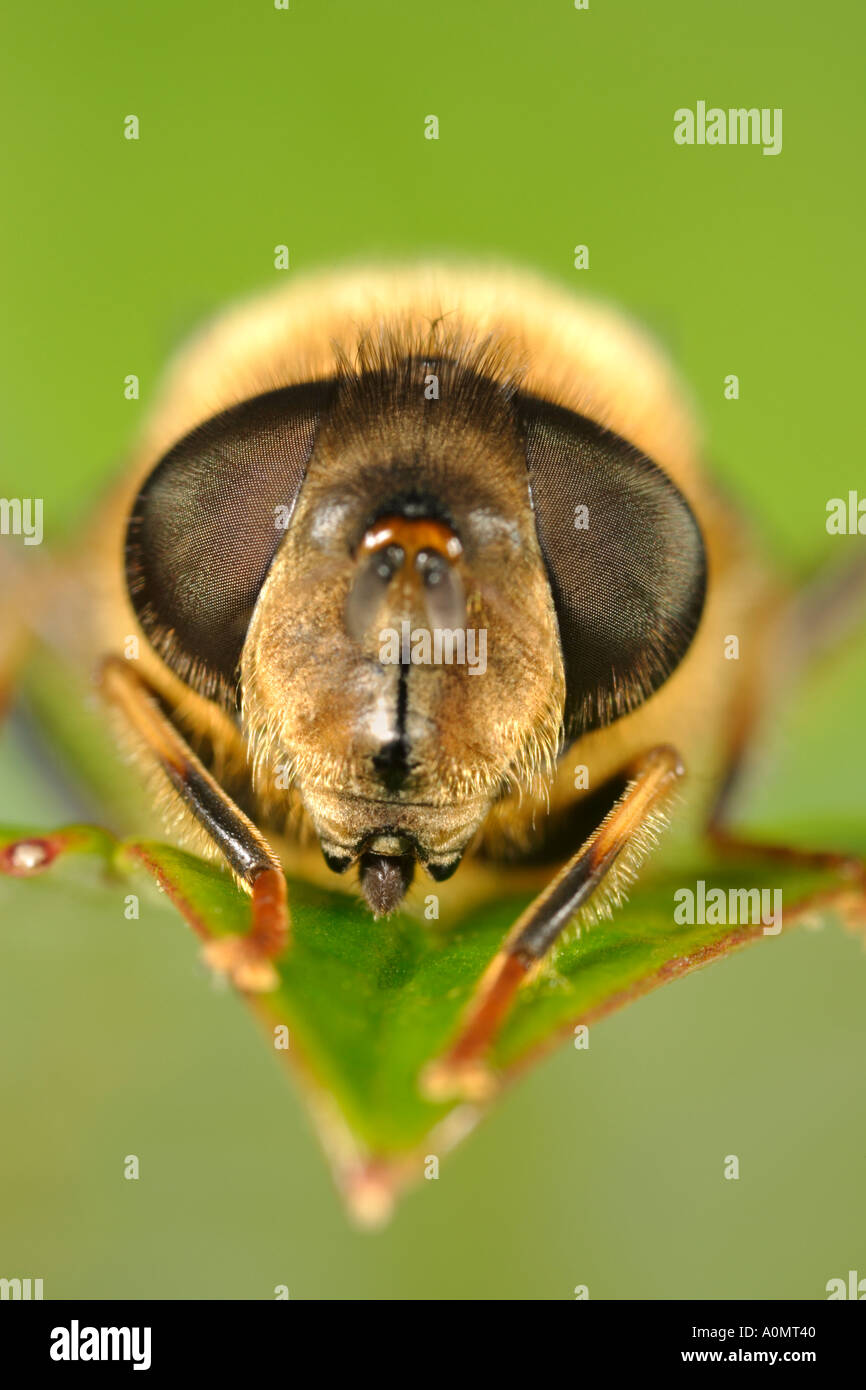 Close Up of Compound Eyes and Face of Drone Fly Eristalis tenax Stock Photo