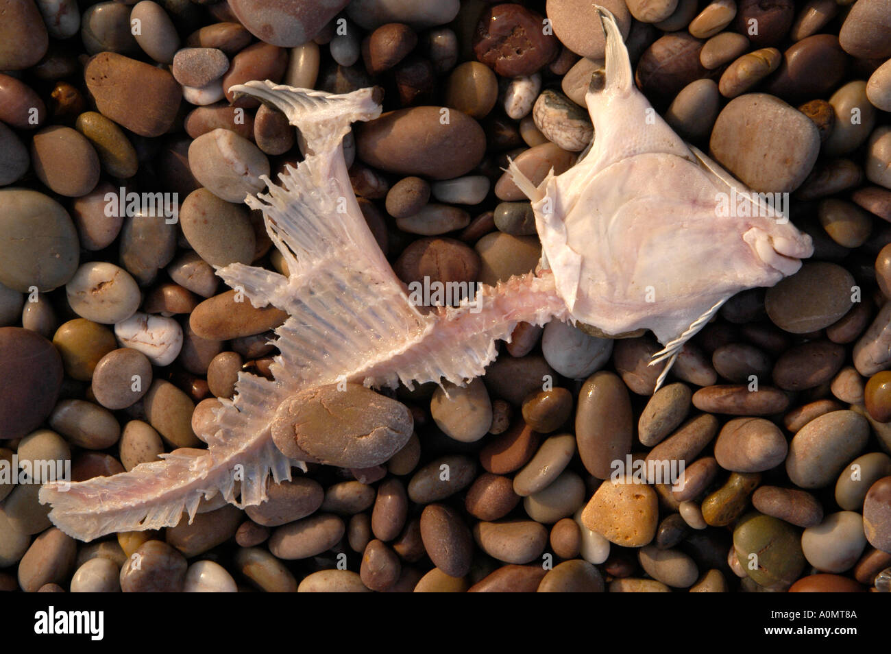 Skeleton of fish on pebble stone beach Stock Photo