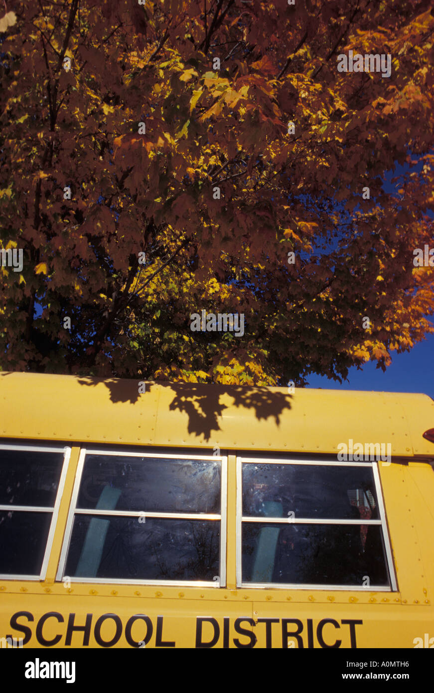 yellow school bus blue sky fall foilage Stock Photo