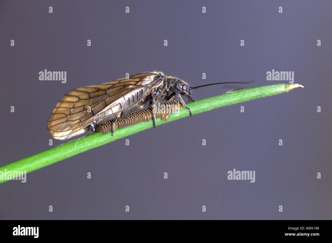 Alder fly laying eggs Stock Photo Alamy