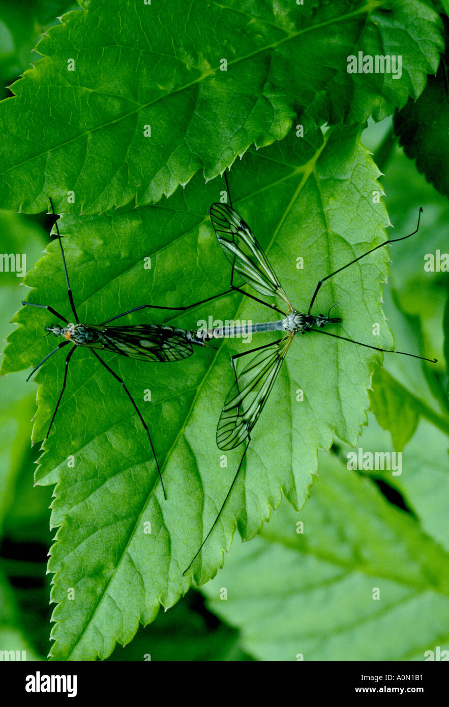 Crane Flies Paired Stock Photo Alamy
