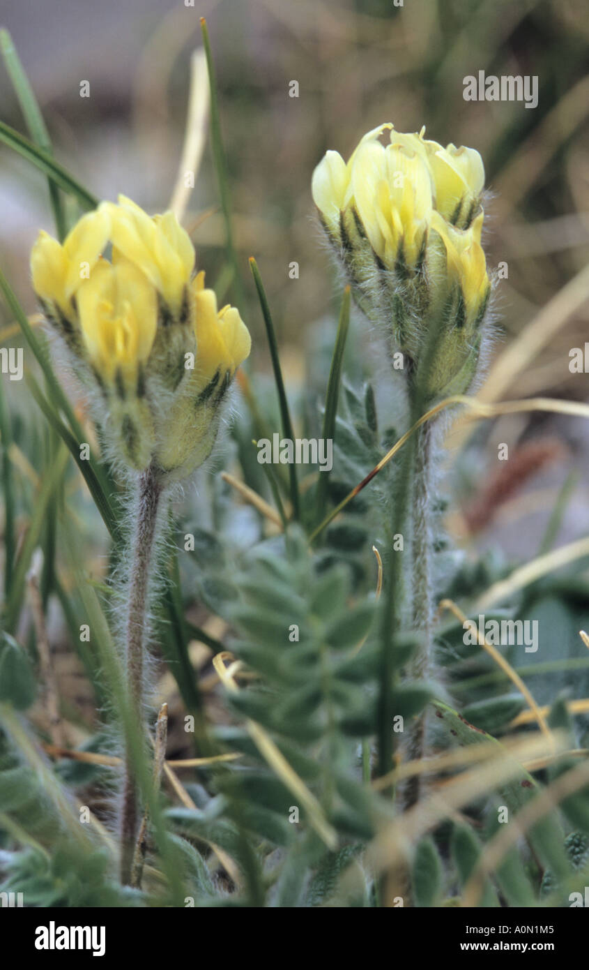 Close-up of Oxytropis flowers in Pirin National Park Bulgaria Stock Photo