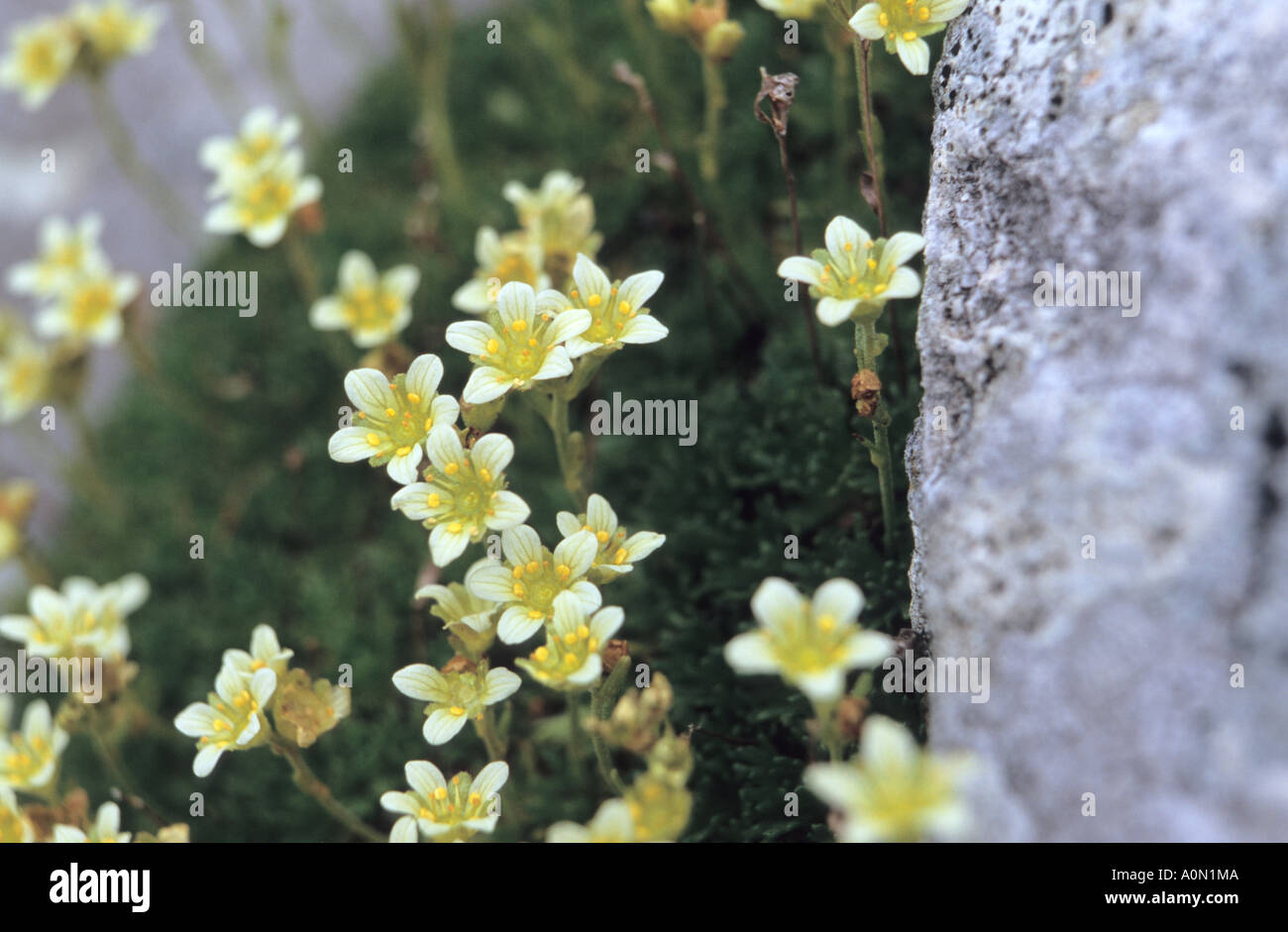 Close-up of Saxifrage Saxifraga flowers in Pirin National Park Bulgaria Stock Photo