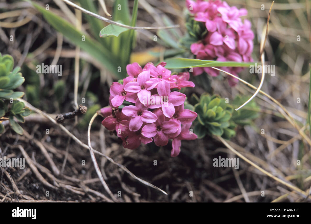 Close-up of Daphne cneorum flowers in Pirin National Park Bulgaria Stock Photo
