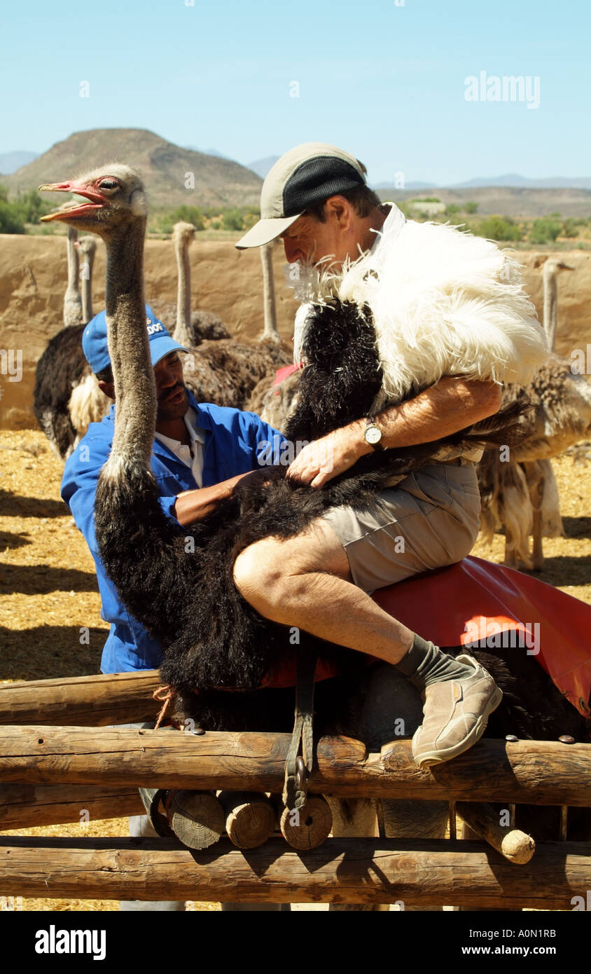 South africa ostrich riding hires stock photography and images Alamy