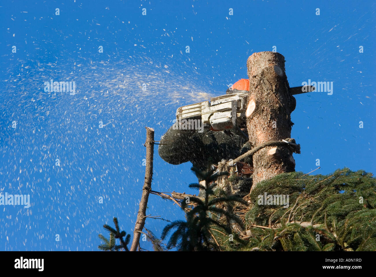 Timber Falling Tree Jack Fells tree lumberjack hi-res stock photography and images - Alamy