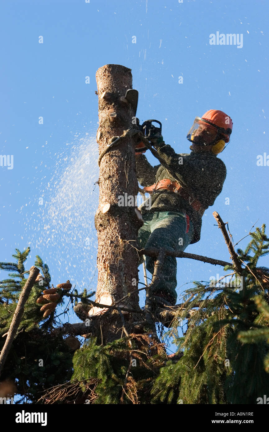 Timber Falling Tree Jack Fells tree lumberjack hi-res stock photography and images - Alamy