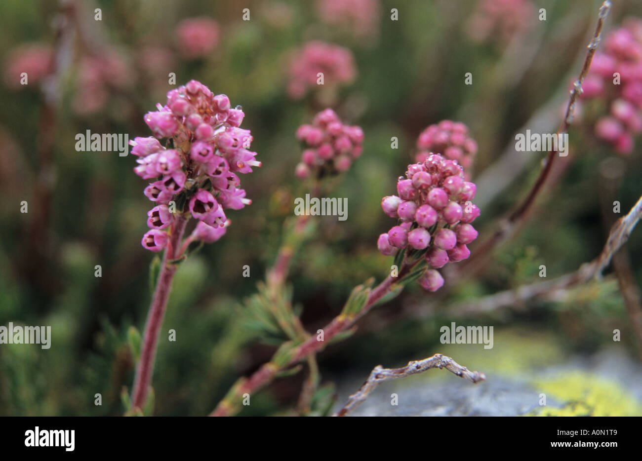 Close-up of Erica flowers in Pirin National Park Bulgaria Stock Photo