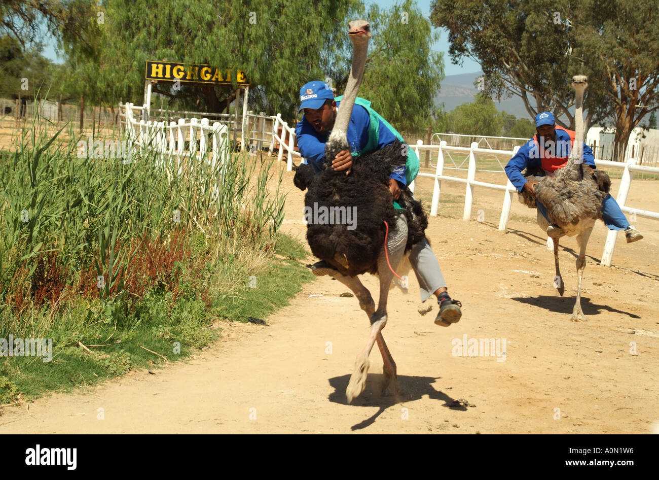 Ostrich racing at Oudtshoorn in the Karoo region South Africa RSA Race