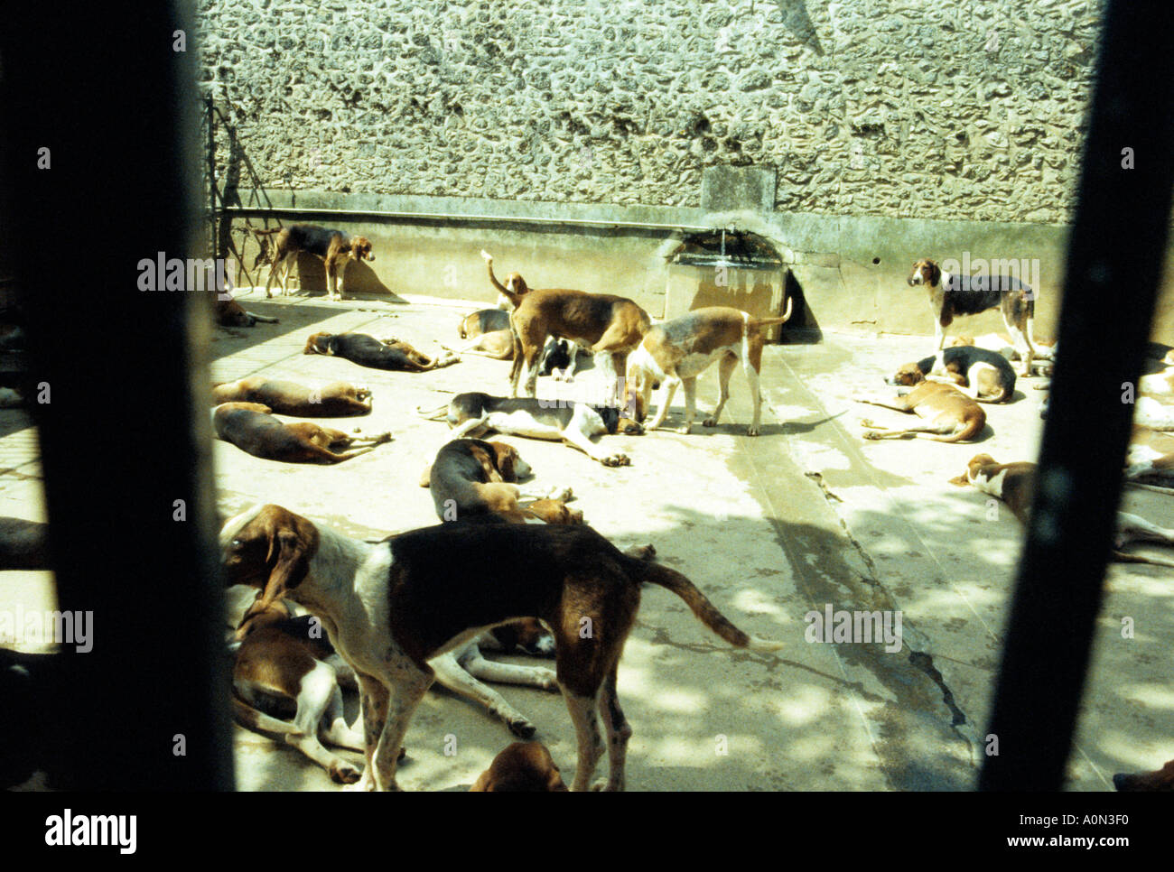 Hunting dogs at the Chateau of Cheverny Loire Valley France Stock Photo