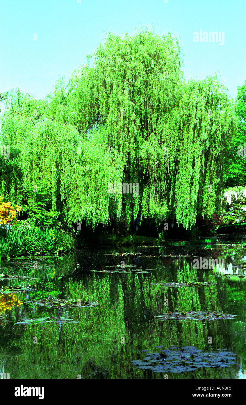 Water lily pond at Giverny Stock Photo - Alamy