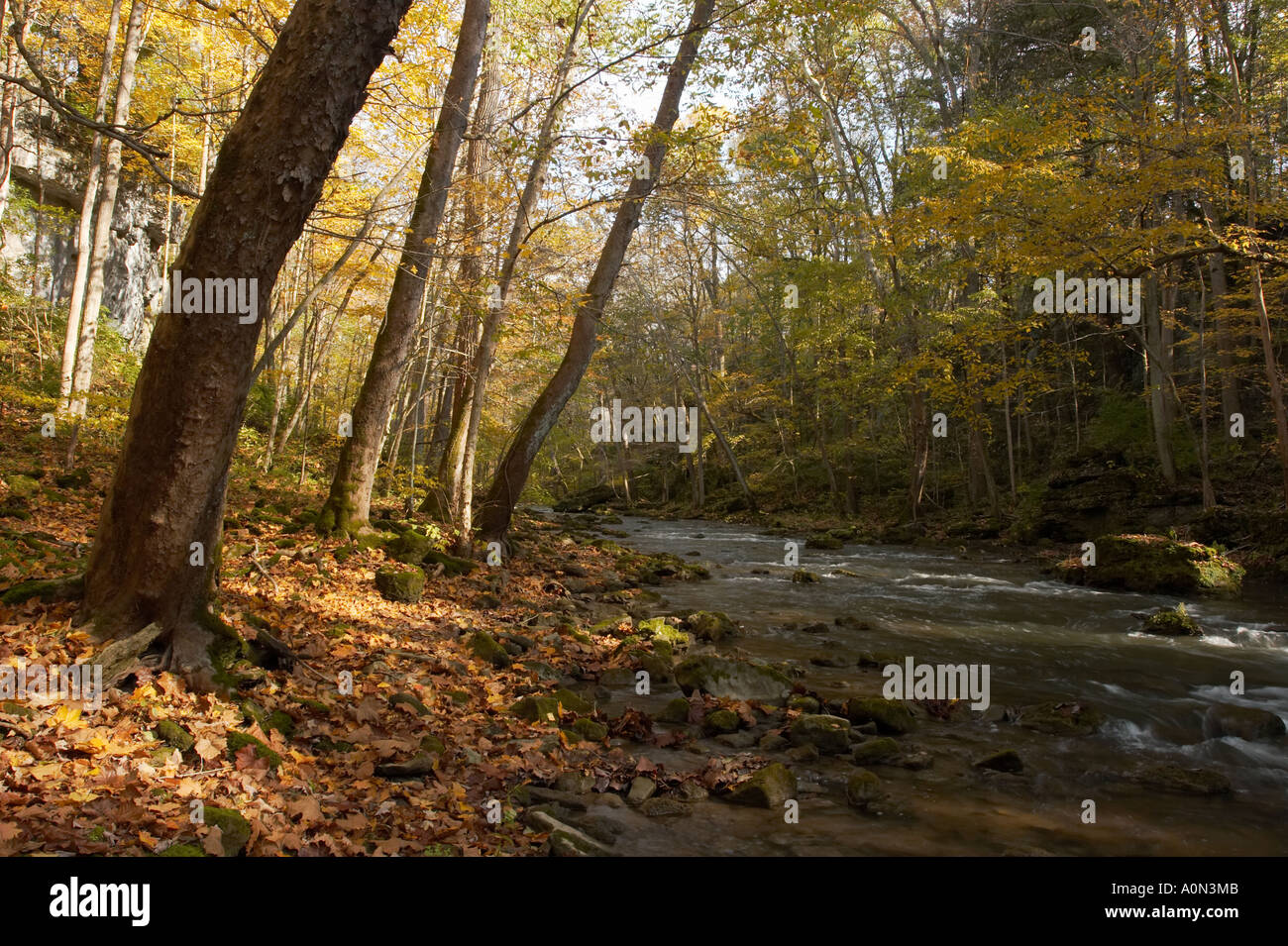 A path in an autumn forest with orange, yellow, and green leaves Stock ...