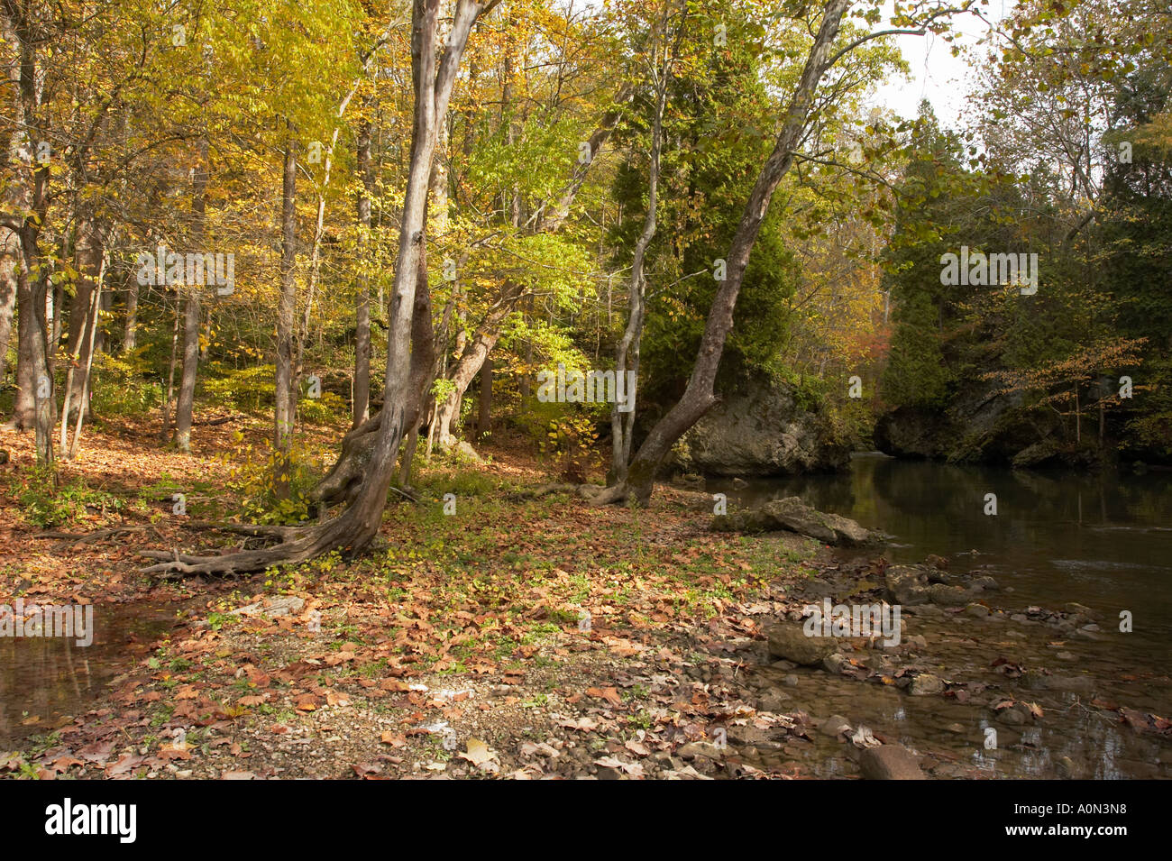 A path in an autumn forest with orange, yellow, and green leaves Stock ...