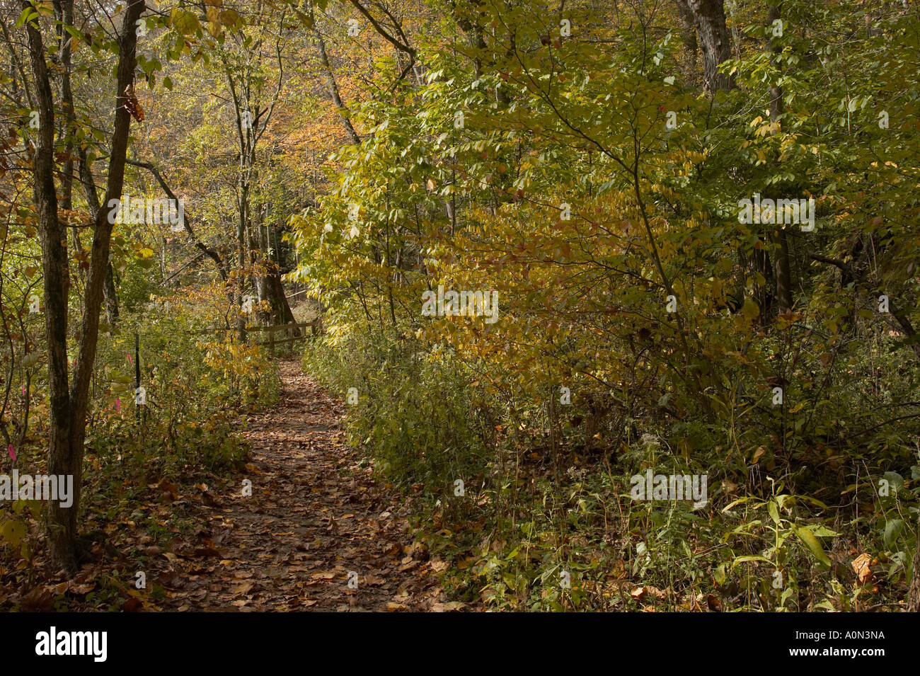A path in an autumn forest with orange, yellow, and green leaves Stock ...
