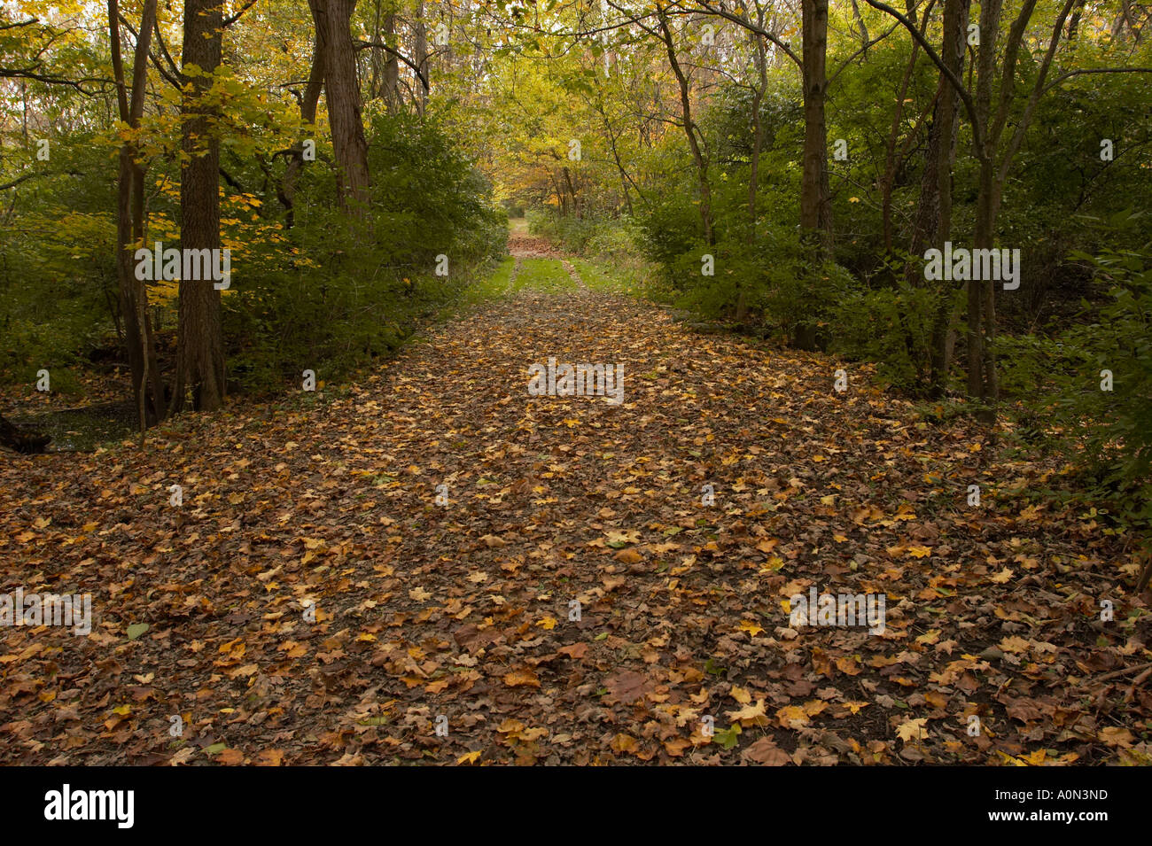 A path in an autumn forest with orange, yellow, and green leaves Stock ...
