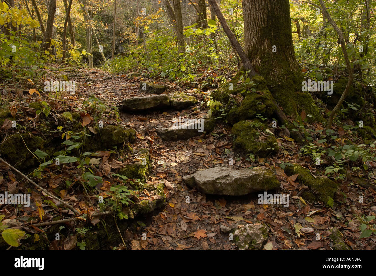 A path in an autumn forest with orange, yellow, and green leaves Stock ...