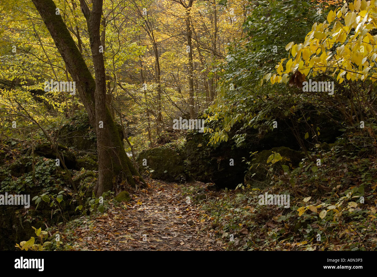 A path in an autumn forest with orange, yellow, and green leaves Stock ...