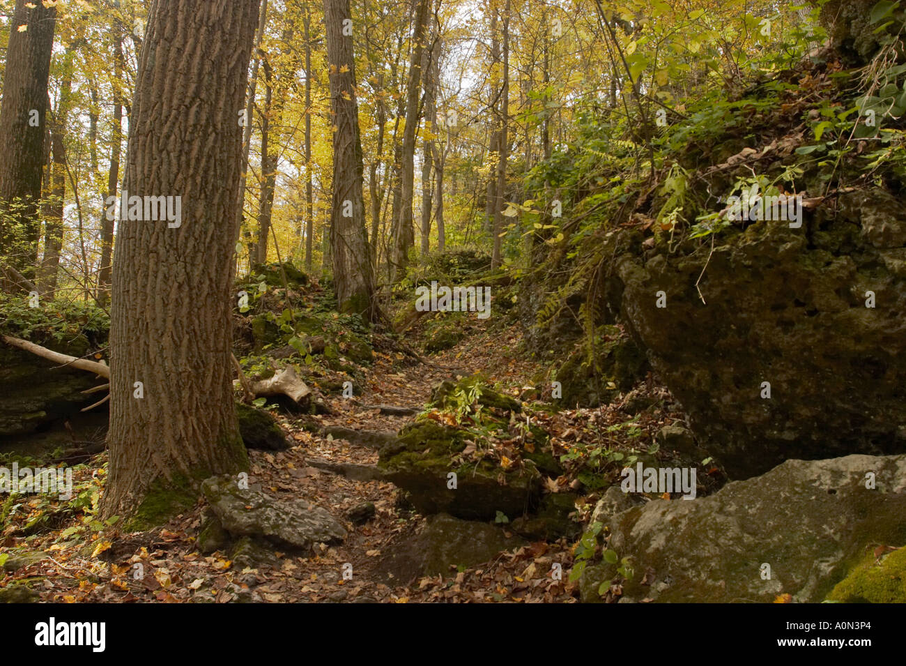 A path in an autumn forest with orange, yellow, and green leaves Stock ...
