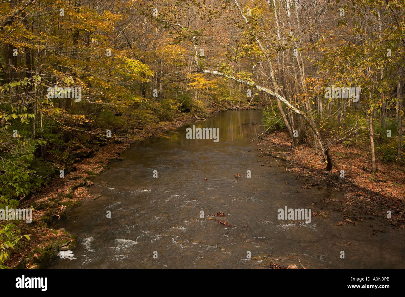 A path in an autumn forest with orange, yellow, and green leaves Stock ...