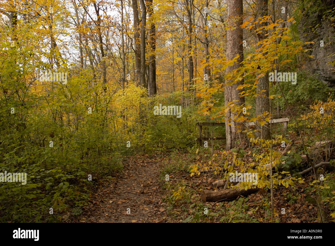 A path in an autumn forest with orange, yellow, and green leaves Stock ...