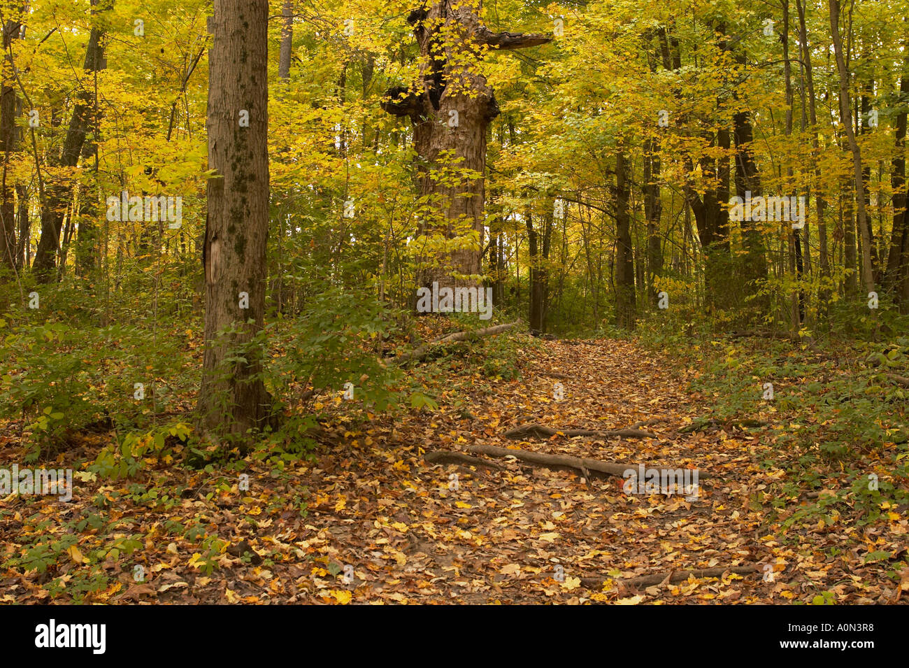 A path in an autumn forest with orange, yellow, and green leaves Stock ...