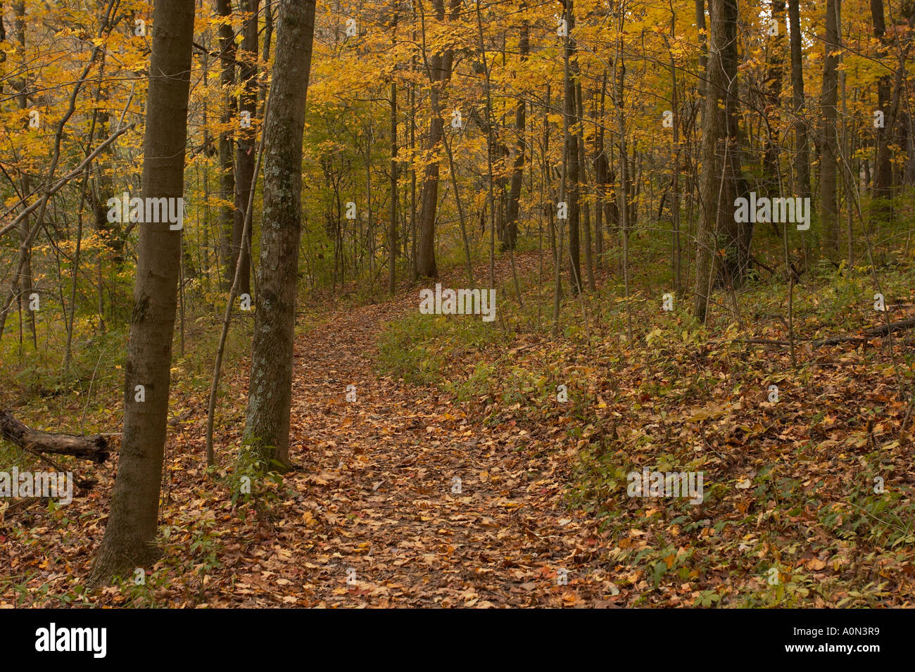 A path in an autumn forest with orange, yellow, and green leaves Stock ...