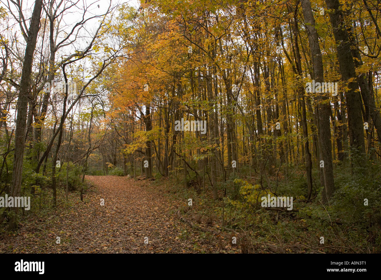 A path in an autumn forest with orange, yellow, and green leaves. Stock Photo