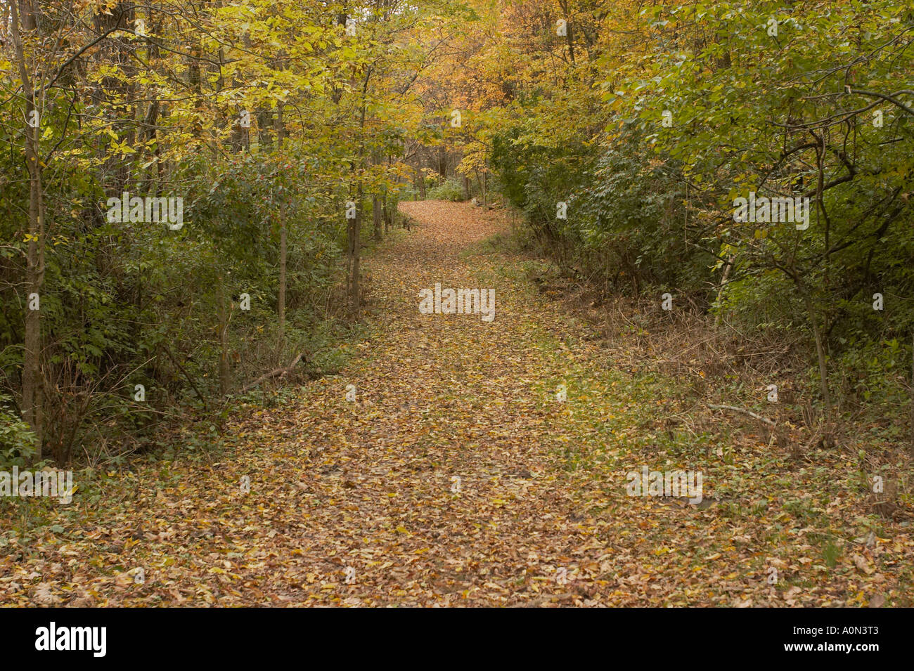 A path in an autumn forest with orange, yellow, and green leaves Stock ...