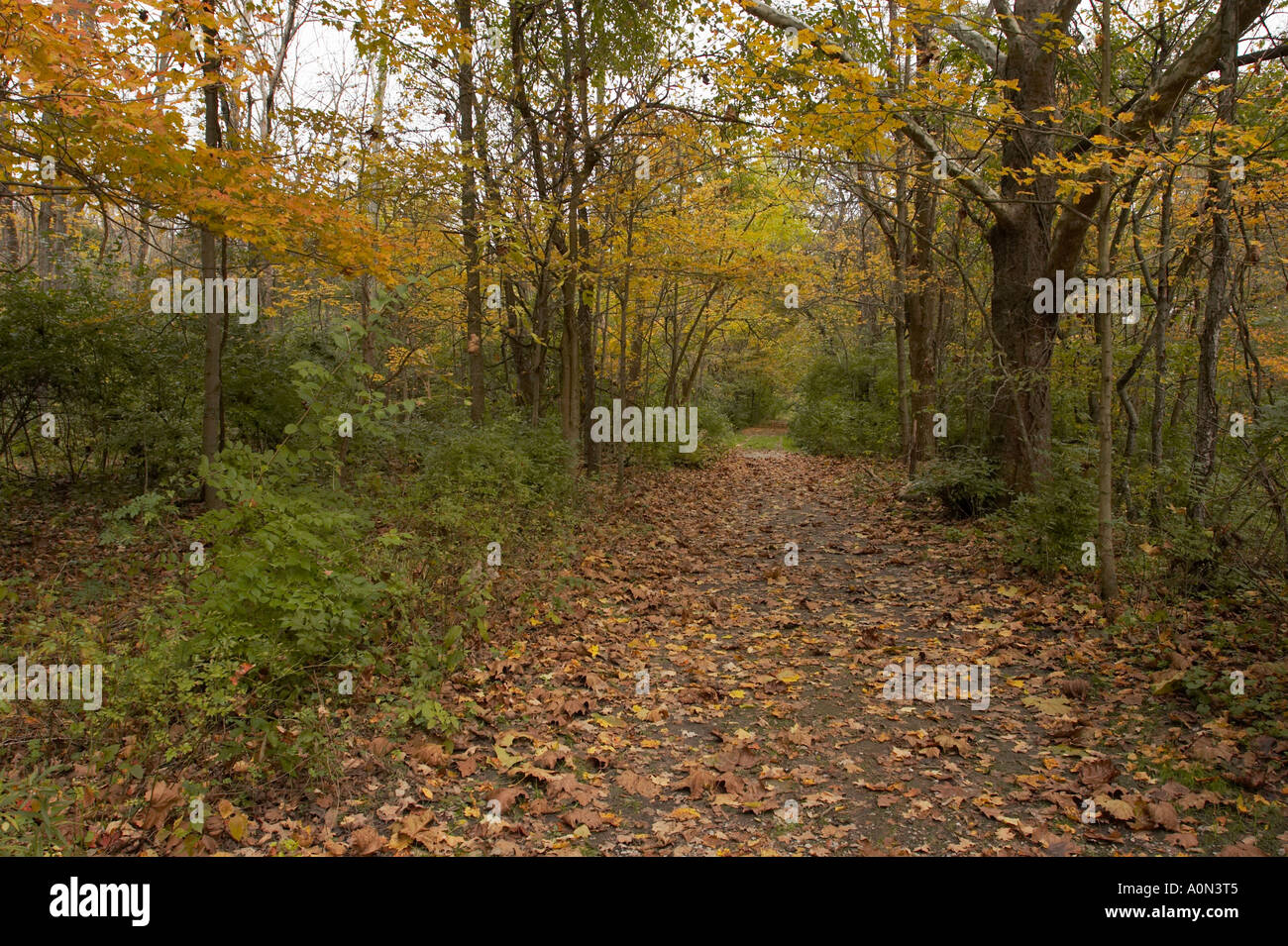 A path in an autumn forest with orange, yellow, and green leaves Stock ...
