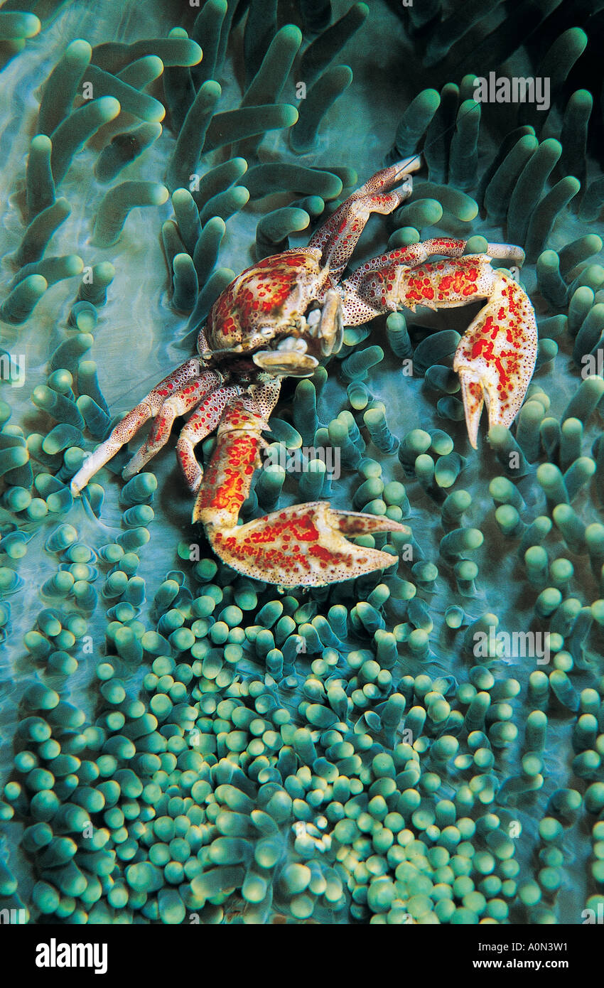 Porcelain crabs , Neopetrolisthes oshimai , Papua New Guinea Stock Photo