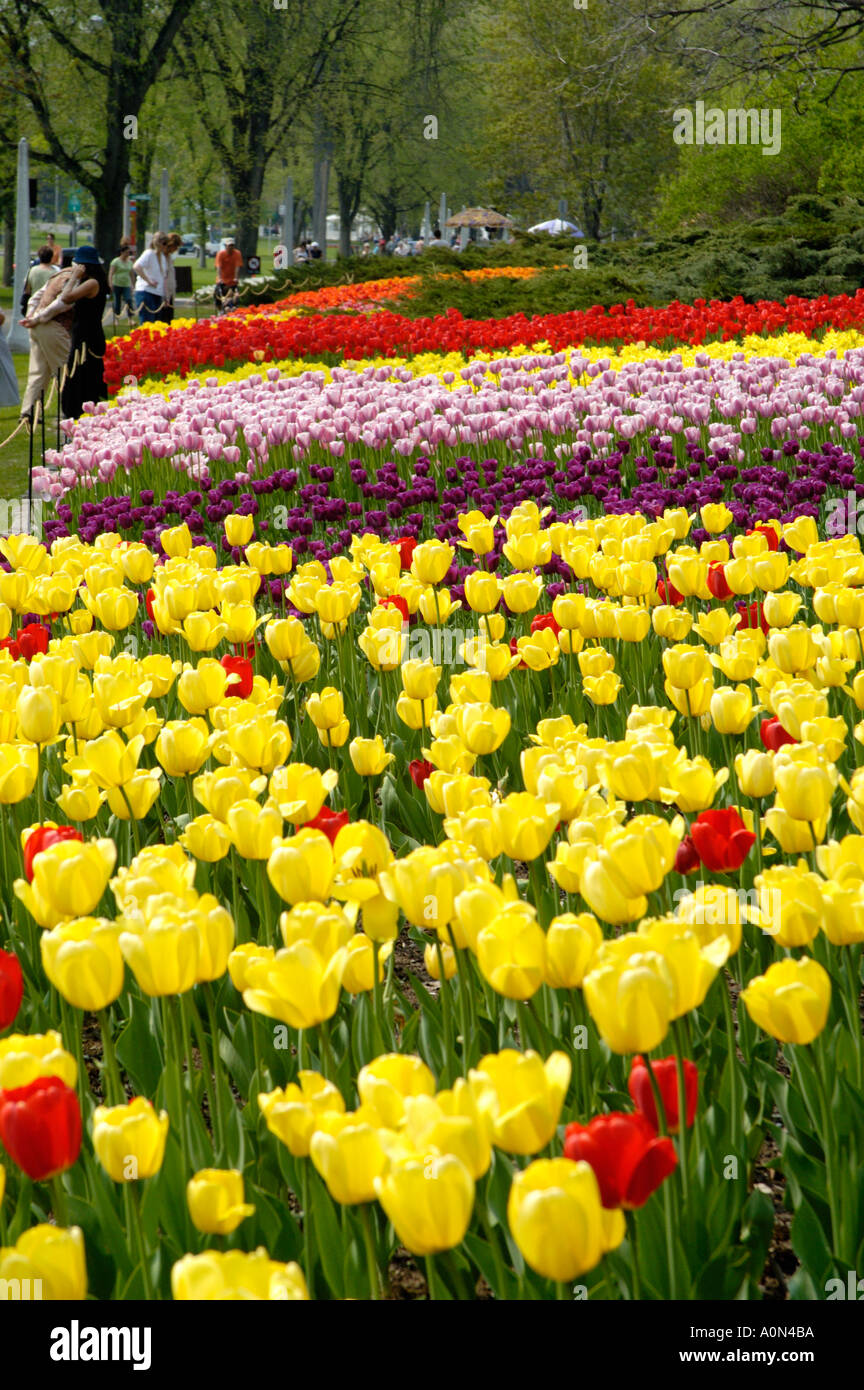Multicolored tulips at Ottawa s annual Tulip Festival Stock Photo