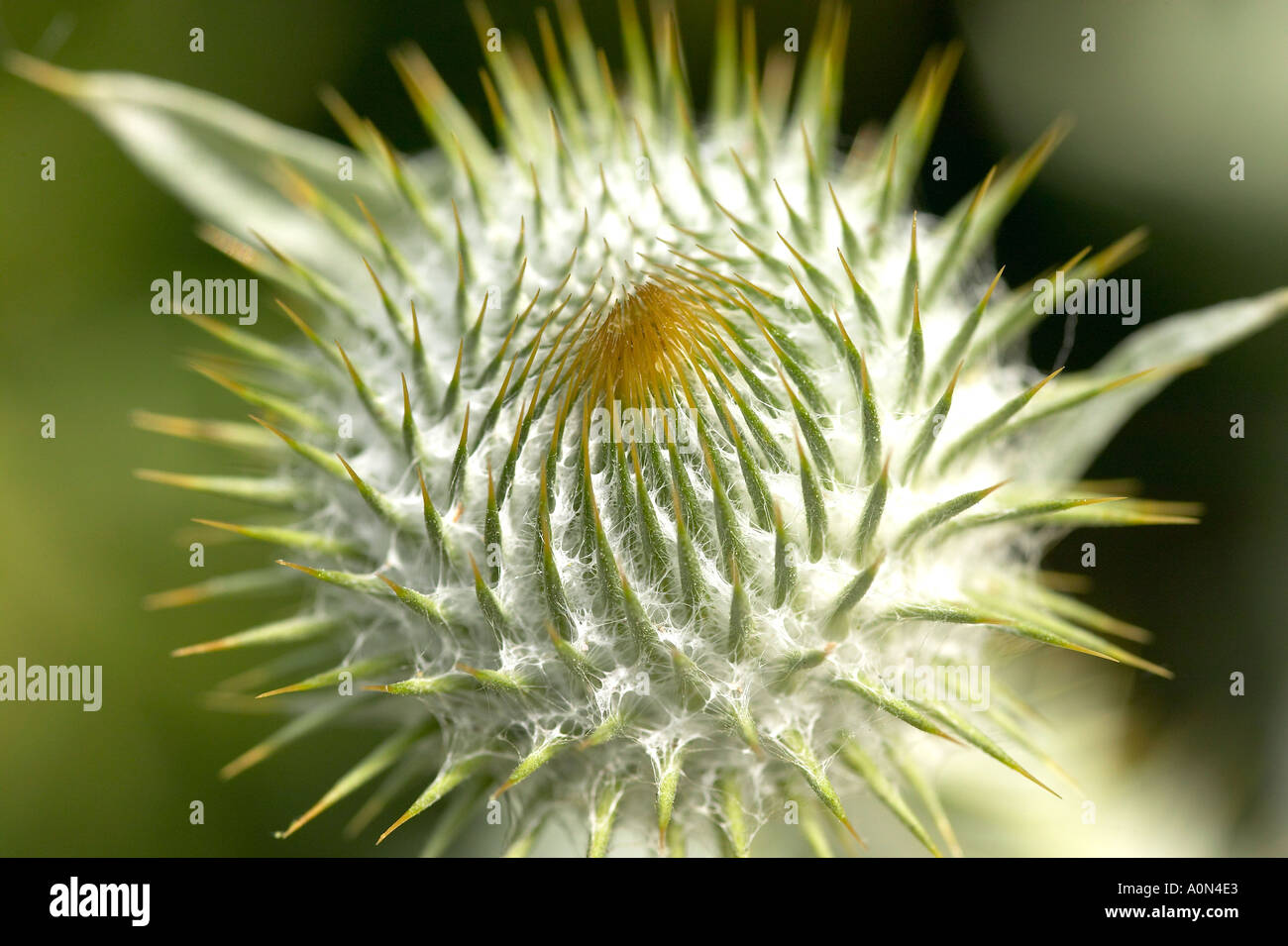 Close up view of the spiky Cotton Thistle Flower head (Onopordum acanthium). It's also known as the Argentine thistle Stock Photo