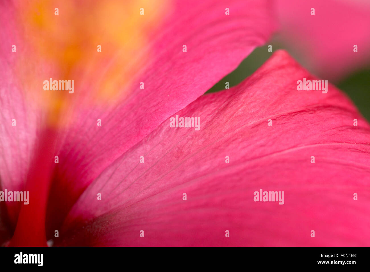 Close up of the centre part of a deep pink Hibiscus flower Stock Photo