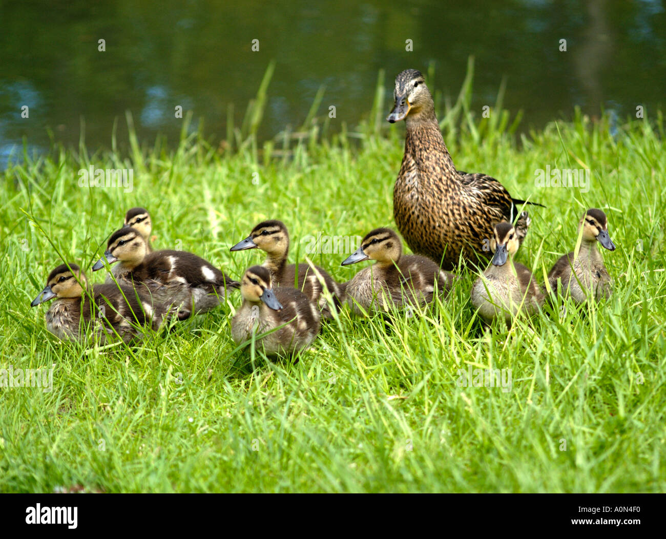 Baby ducks with mother Stock Photo Alamy