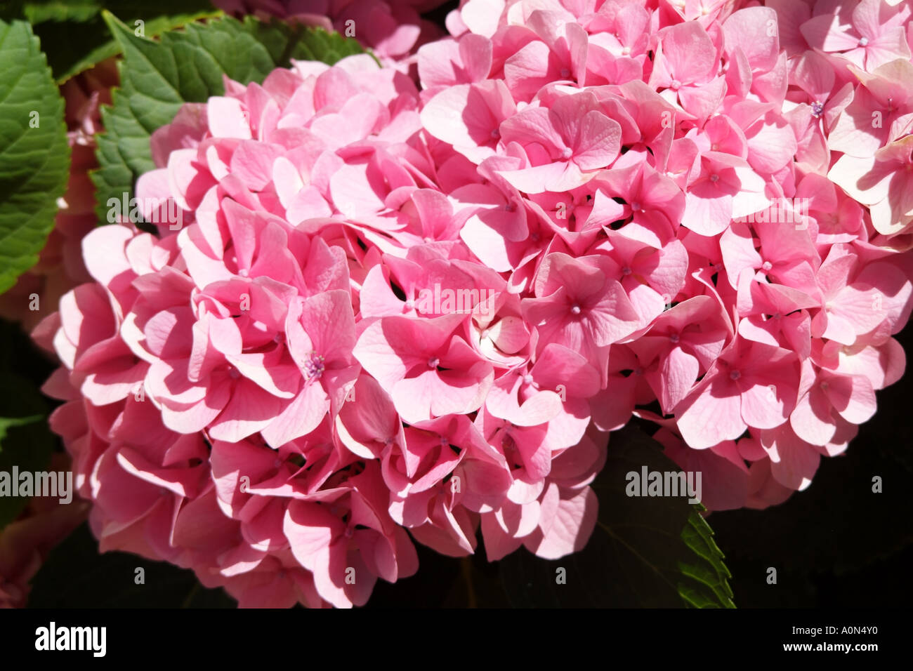 Hydrangea Macropbylla bloom South Africa RSA Stock Photo Alamy