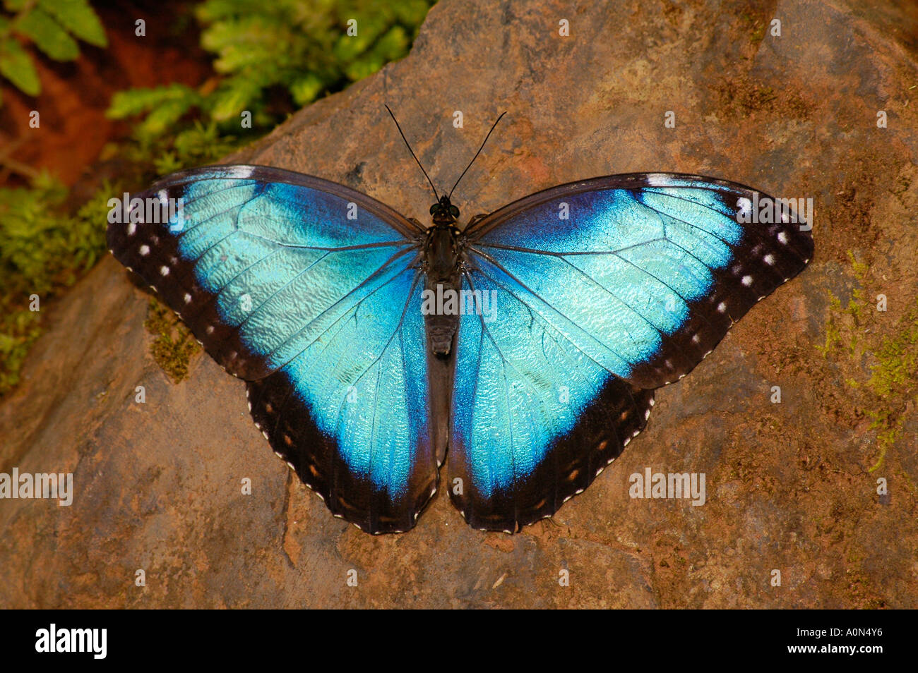 Morpho Facts A Not So Blue Butterfly Animal Fact Files