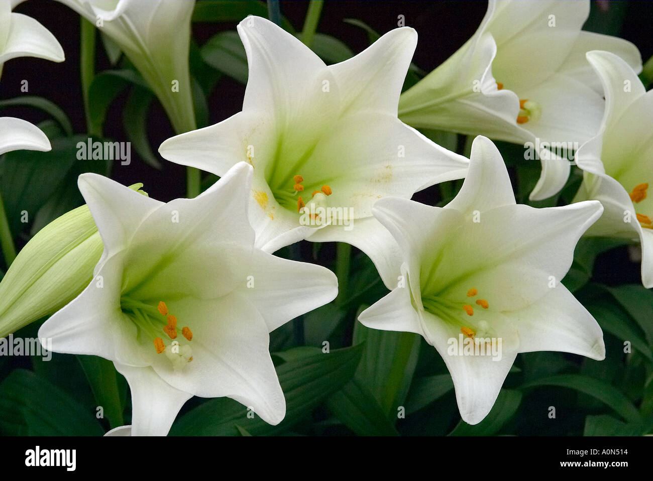 Sussex, England. Closeup view of the White trumpet flowers of the Lily Longiflorum or Easter Lily Stock Photo