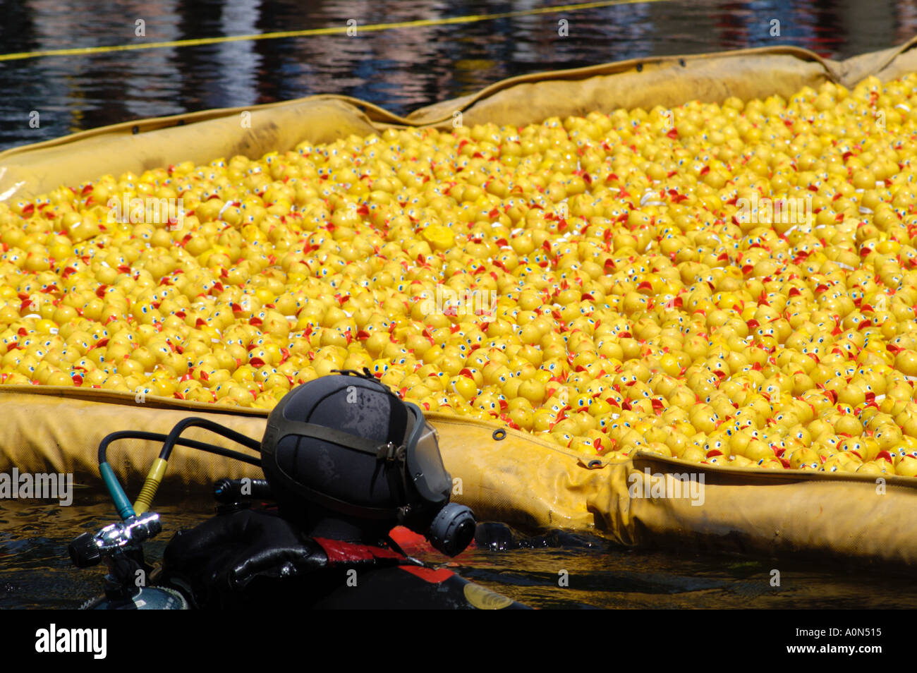 Frogman in the Rideau Canal during the annual Duck Race Stock Photo