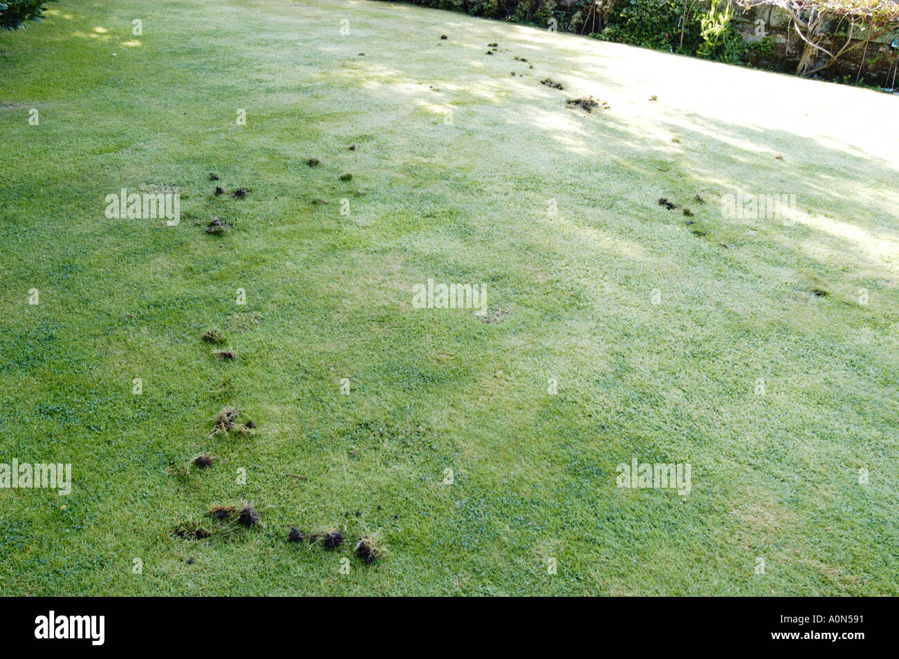 Badger damage hires stock photography and images Alamy