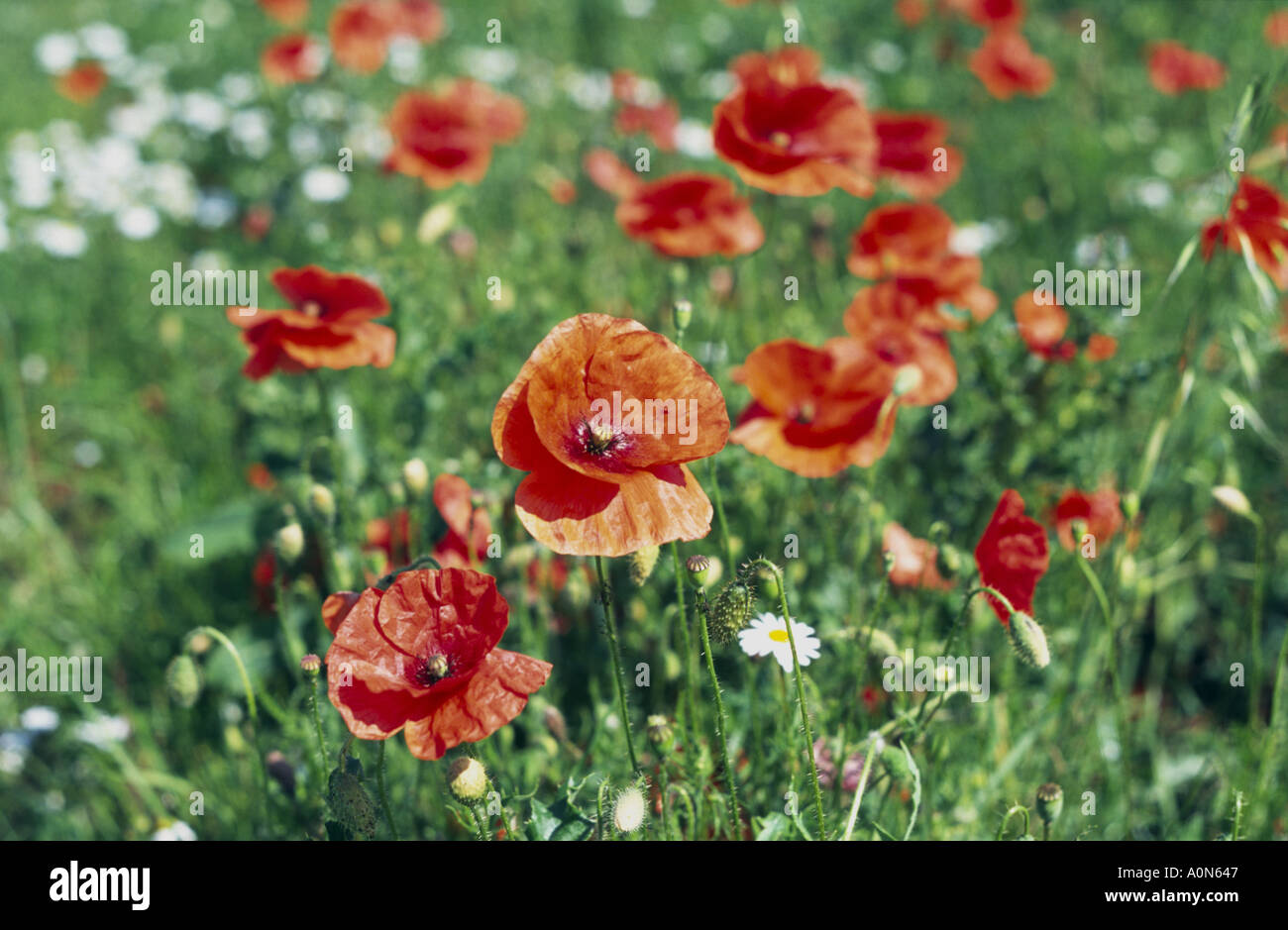 Wild poppy flowers Stock Photo
