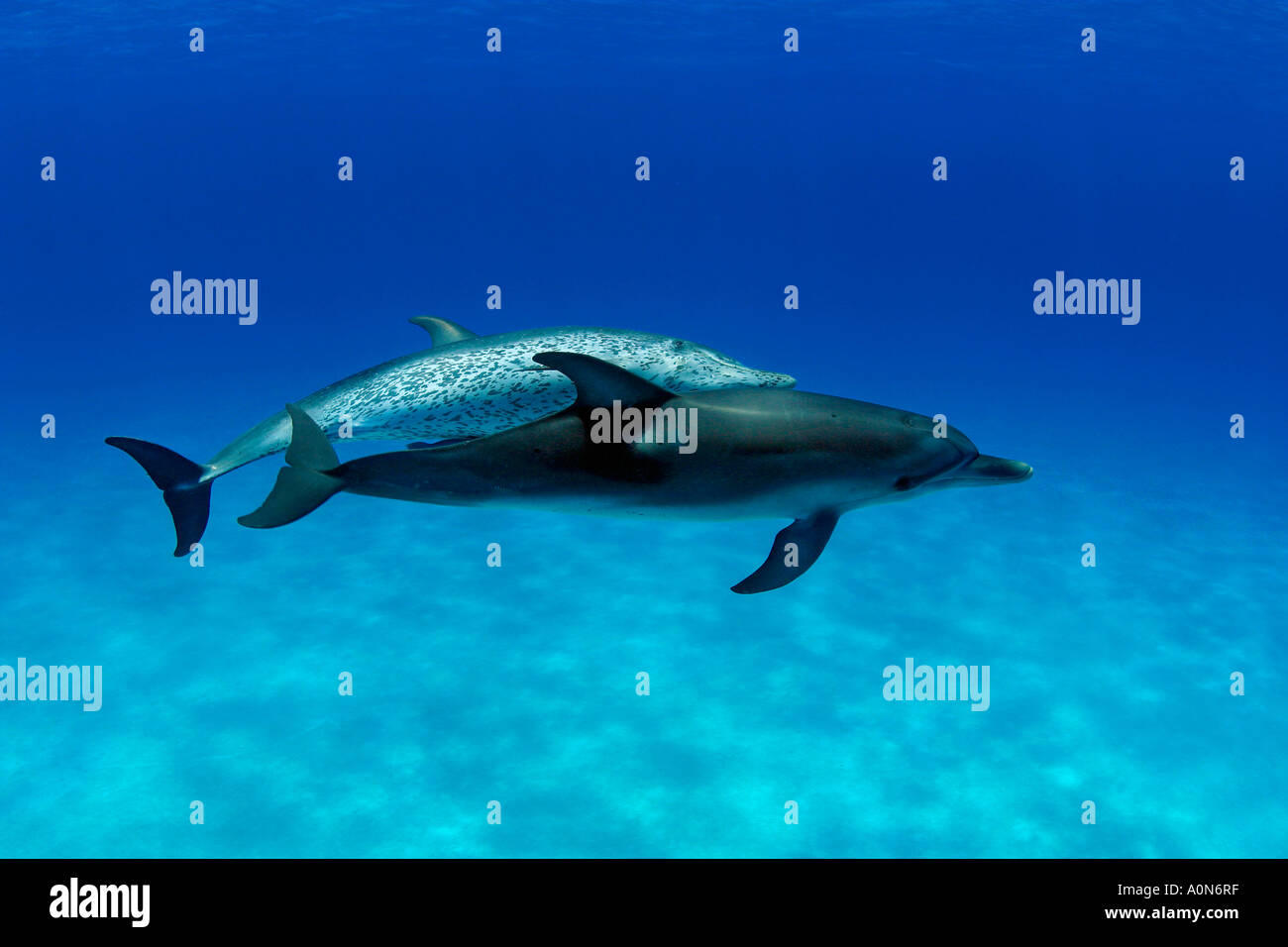 Atlantic Spotted Dolphin, Stenella plagiodon, Bahamas Stock Photo - Alamy