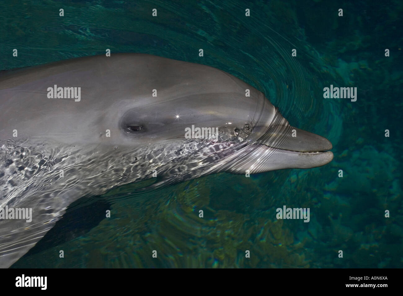 Bottlenose Dolphin, Tursiops truncatus, Palau, Micronesia Stock Photo ...