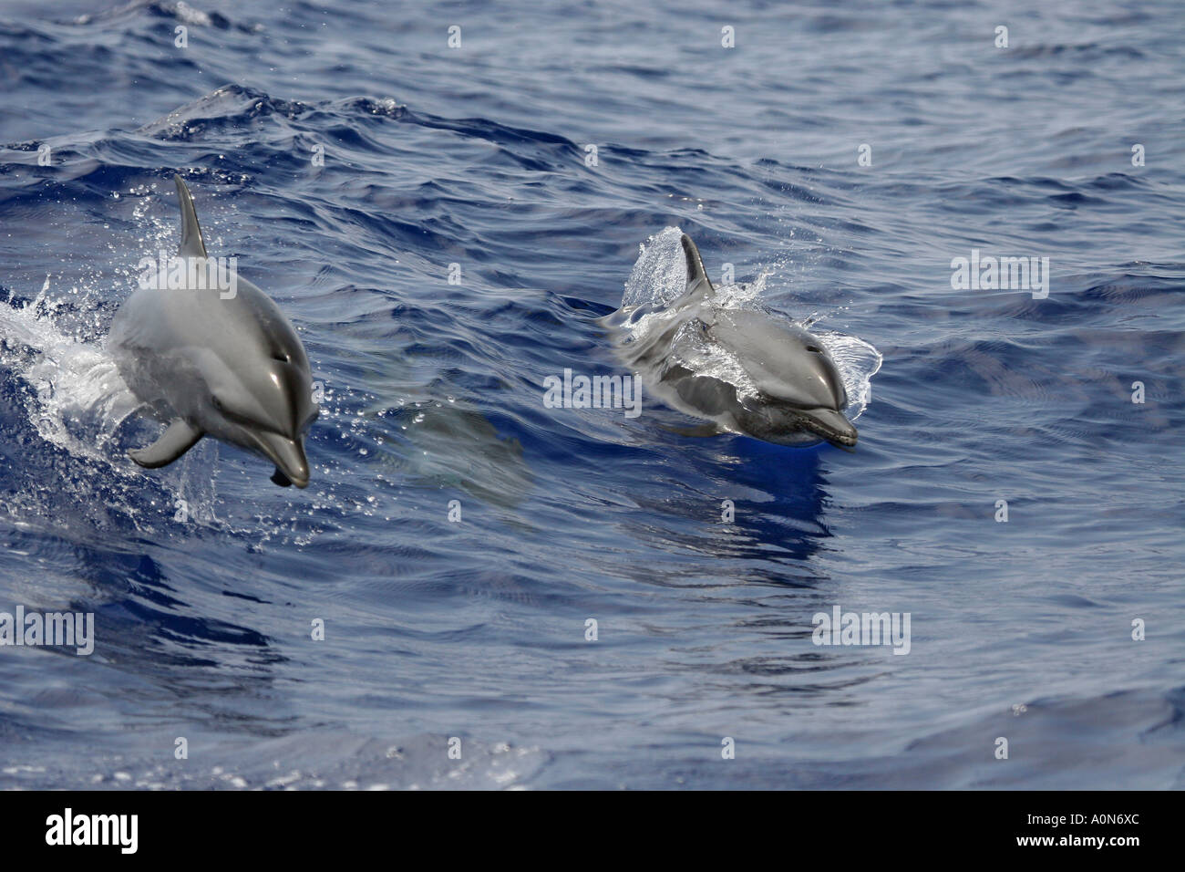 Pacific spotted dolphin, Stenella attenuata, Hawaii. Stock Photo