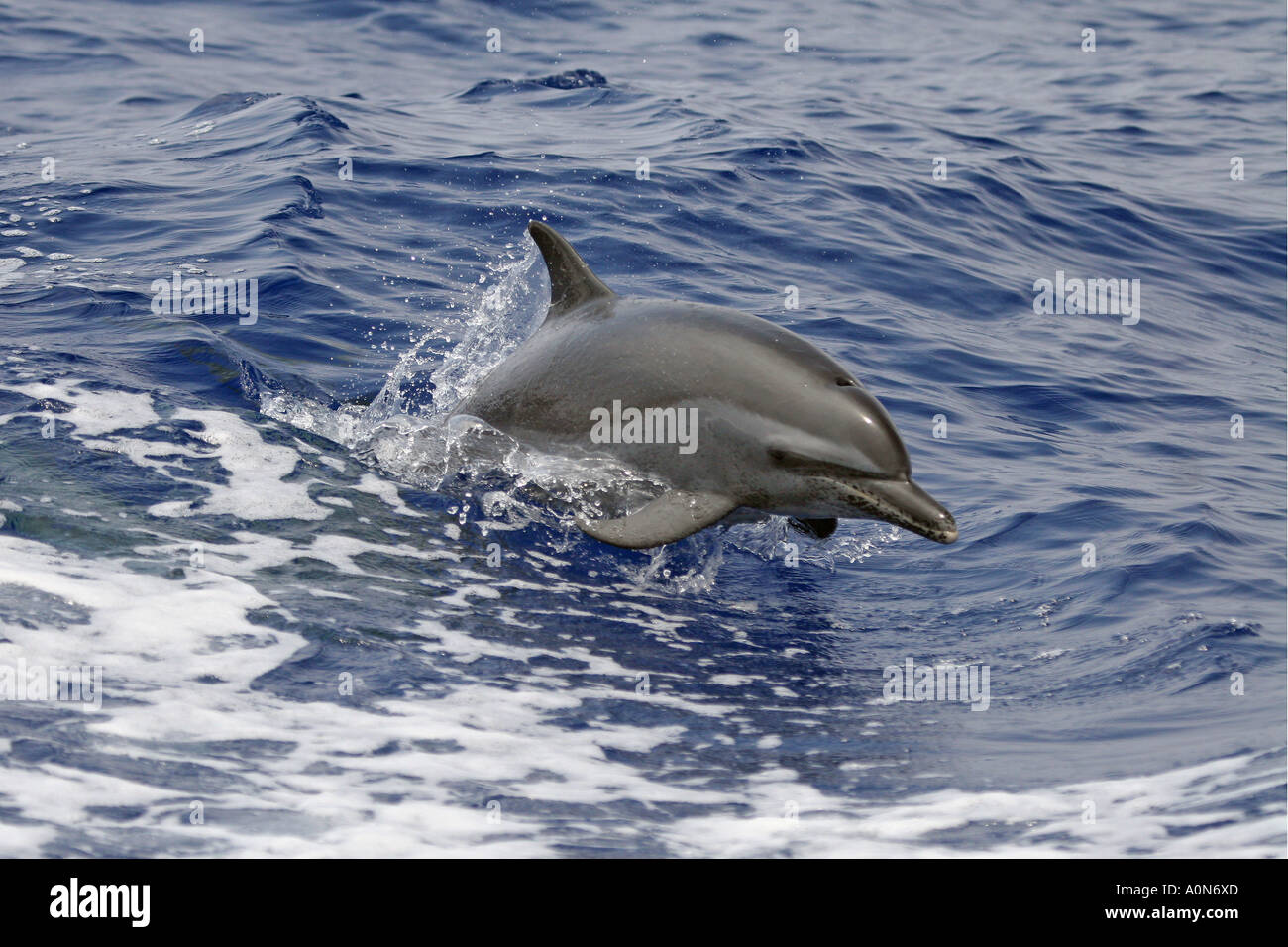 Pacific spotted dolphin, Stenella attenuata, Hawaii. Stock Photo