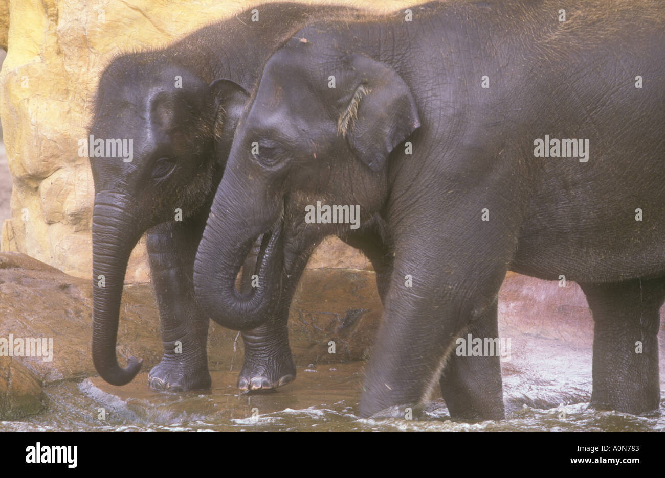 Young Elephants Drinking Stock Photo