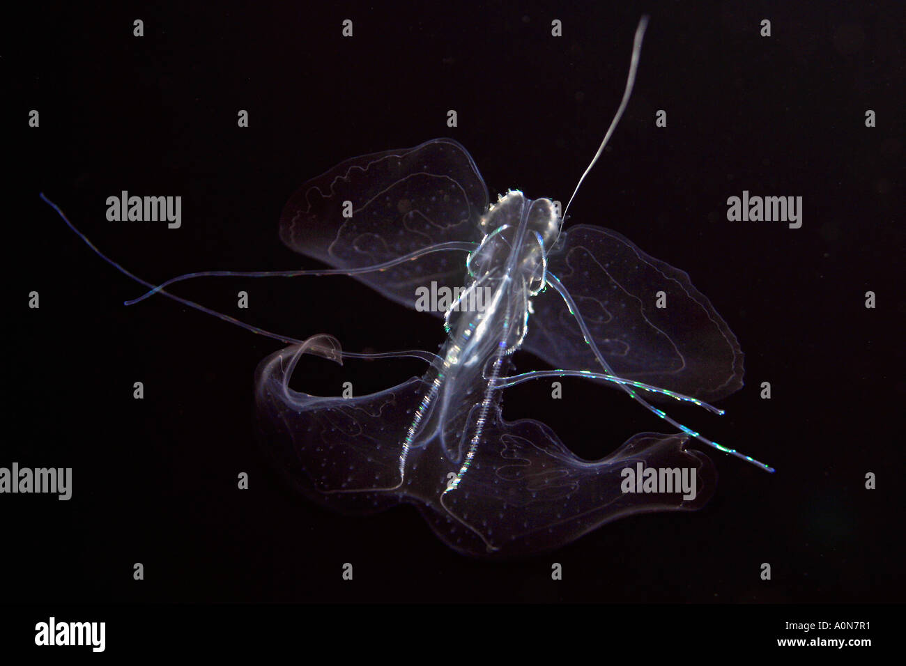 The ctenophora comb jelly is a jellyfish relative. Hawaii Stock Photo