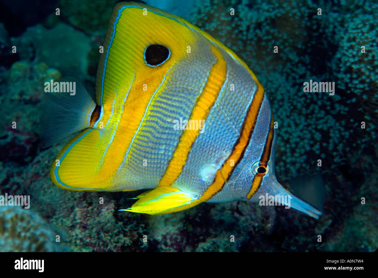 Chelmon butterflyfish hi-res stock photography and images - Alamy