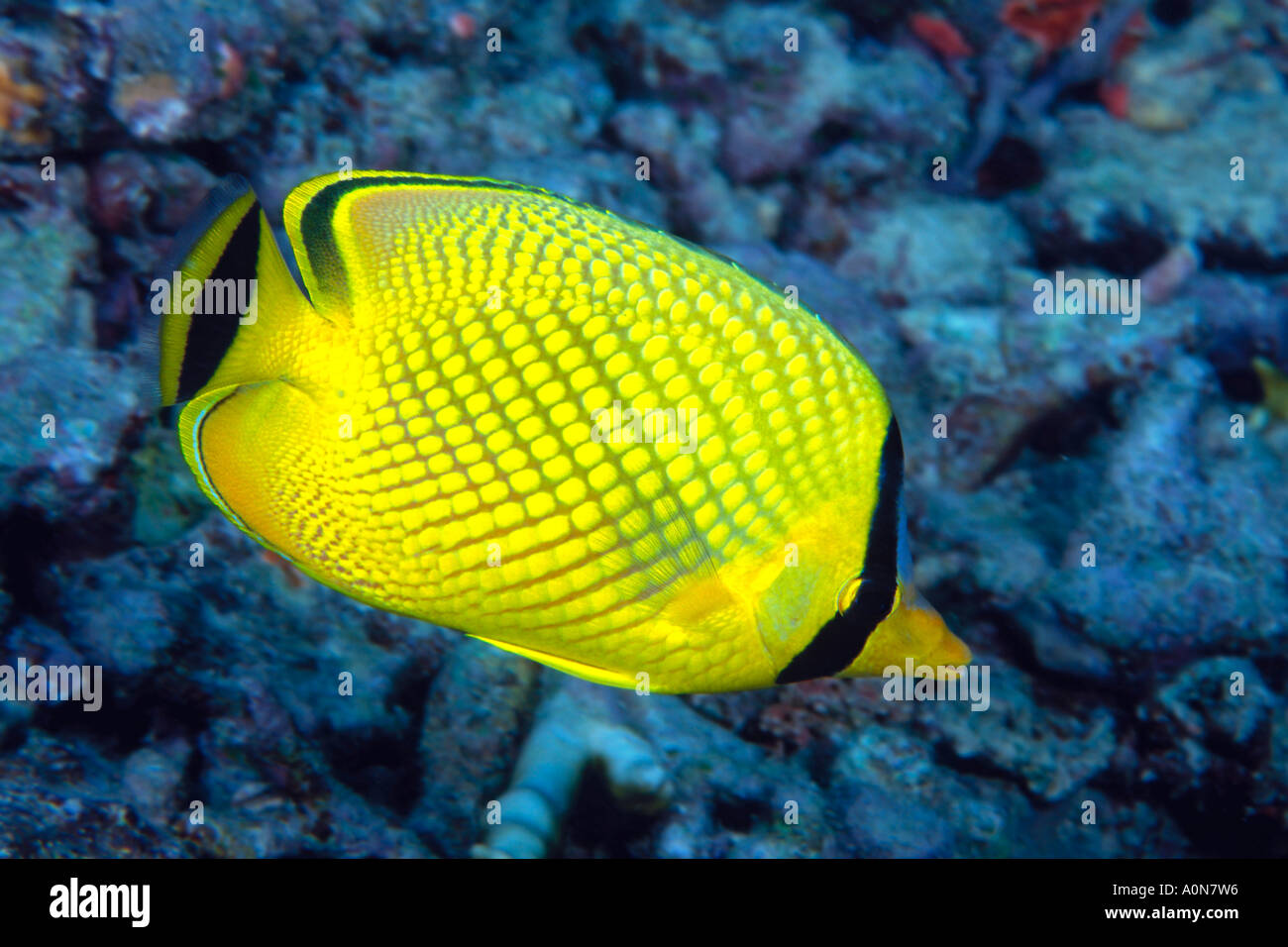 The latticed butterflyfish, Chaetodon rafflesi, feeds on sea anemones, polychaetes, and coral polyps. Indonesia. Stock Photo