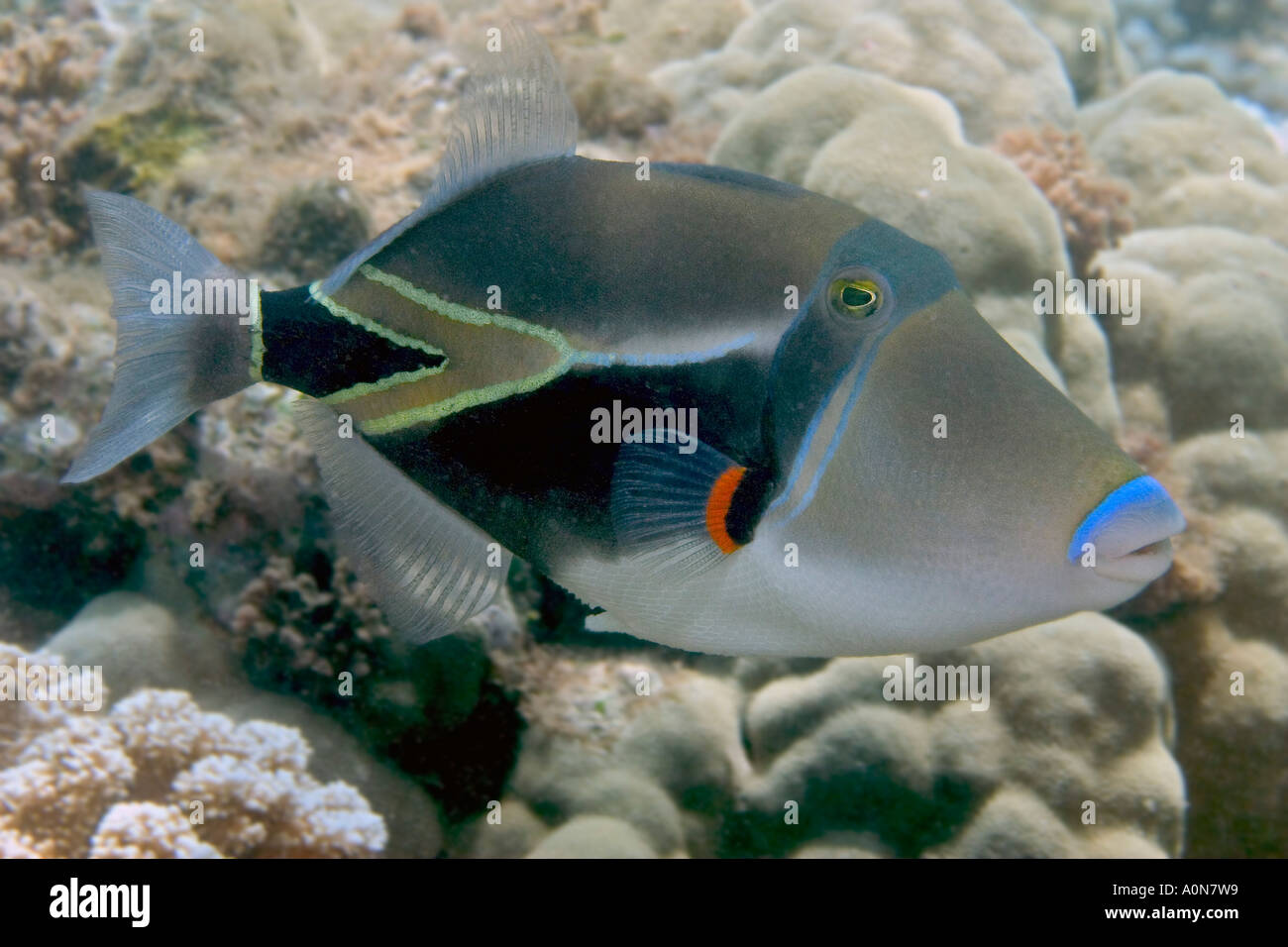 The picasso triggerfish, Rhinecanthus rectangulus, was voted Hawaii's state fish in 1984. Hawaii. Stock Photo