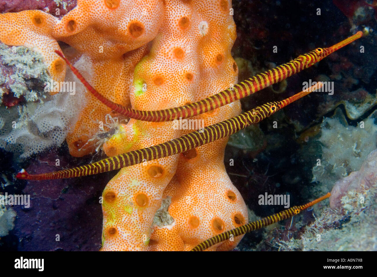 Yellow banded pipefish, Doryrhamphus pessuliferus, Mabul Island, Malaysia. Stock Photo